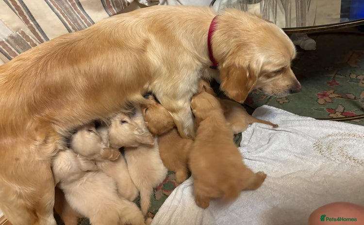 Golden Retriever dogs - Advert 2