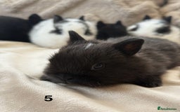 Netherland Dwarf rabbits for sale: 6 Adorable Netherland Dwarf Bunnies  - Image 10