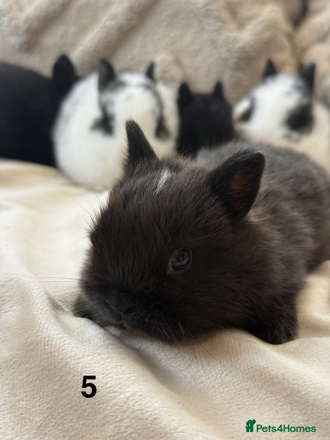 Netherland Dwarf rabbits for sale: 6 Adorable Netherland Dwarf Bunnies  - Image 10