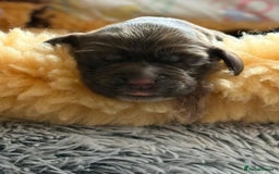 Cocker Spaniel dogs for sale: cocker spaniels for sale - Image 3