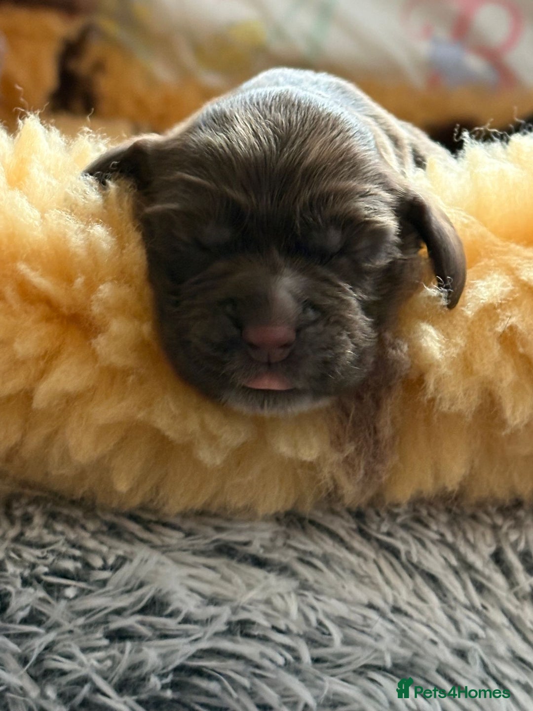 Cocker Spaniel dogs for sale: cocker spaniels for sale - Image 3