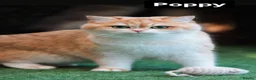 British Longhair cats for sale: VET BRED LAP CAT GCCF KITTENS NOW + WAITLIST - Advert 17