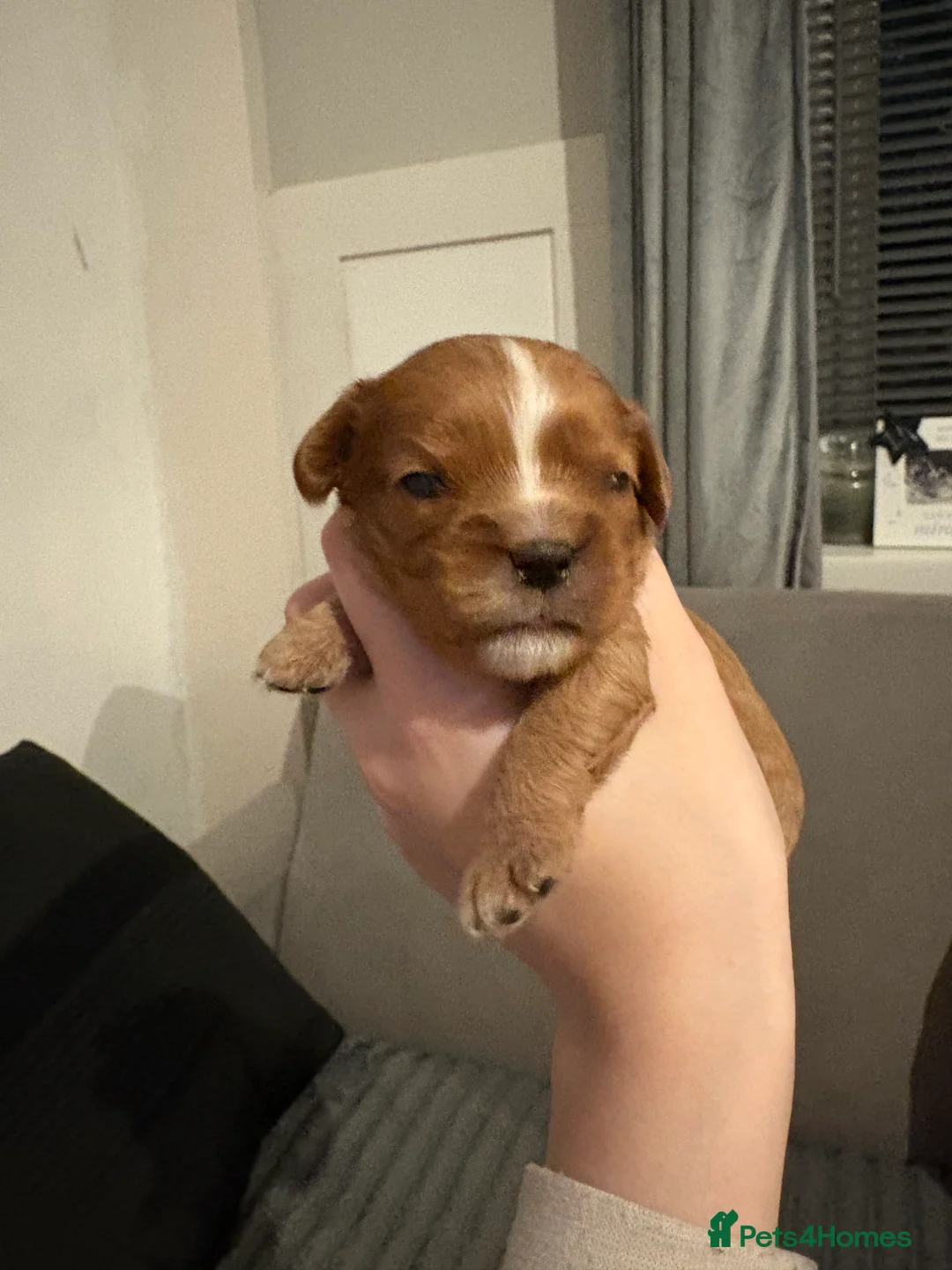 Cavalier King Charles Spaniel dogs for sale: Litter of 3 cavalier pups  in Swansea - Advert 7
