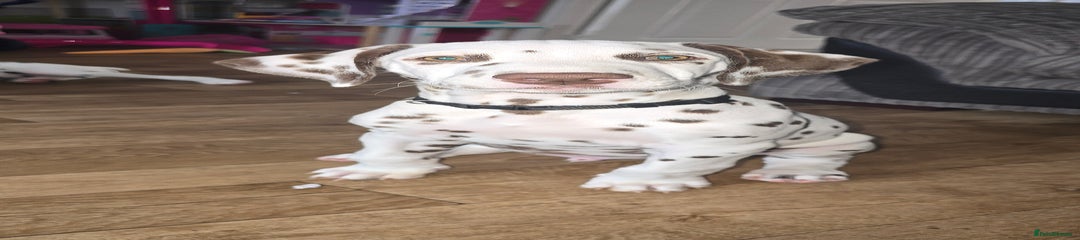 Dalmatian Puppy 6