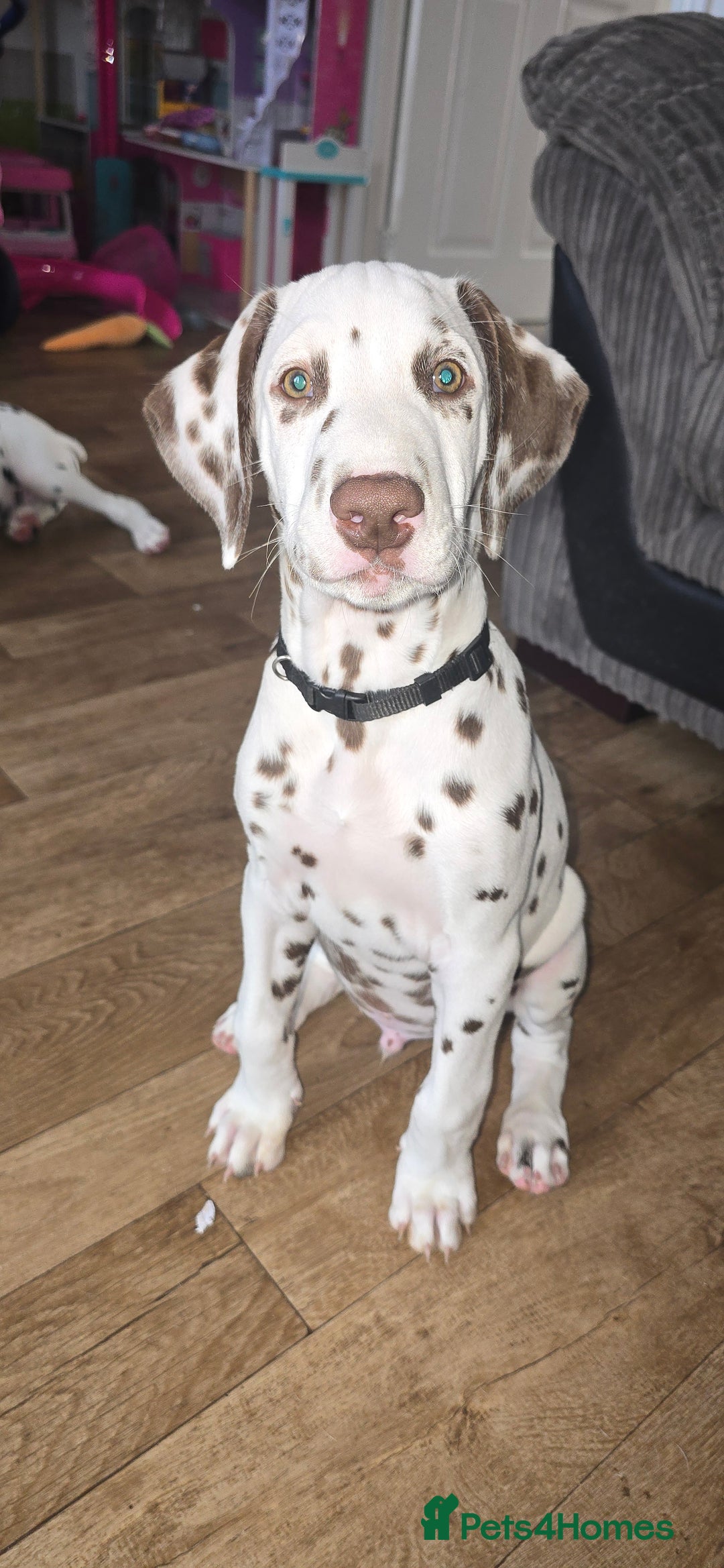 Dalmatian dogs for sale: 2 little boys left  in Banbury - Image 24