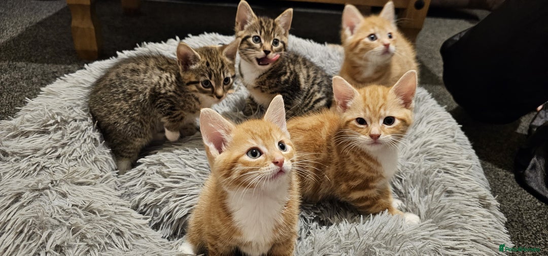 Mixed Breed cats for sale: Playful Bengal Kittens - Advert 10