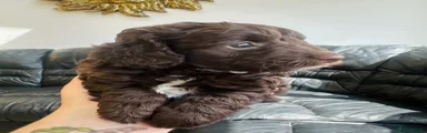 Cavapoo 2