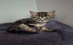 Mixed Breed cats for sale: Beautiful kittens 8 weeks old  - Image 8