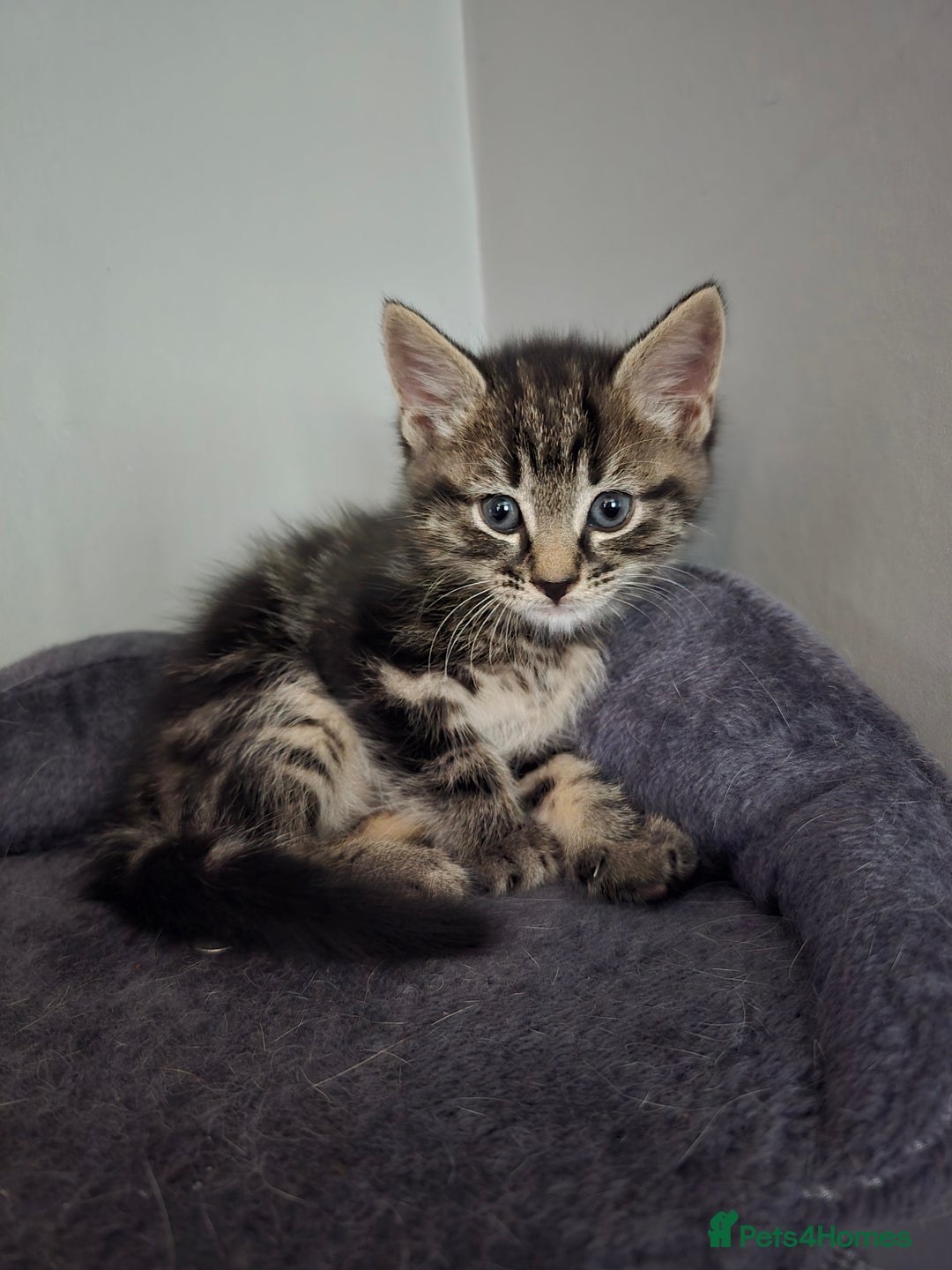 Mixed Breed cats for sale: Beautiful kittens 8 weeks old  - Image 8