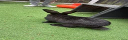 Continental Giant rabbits for sale: Giant black continental female in Ruislip - Advert 2