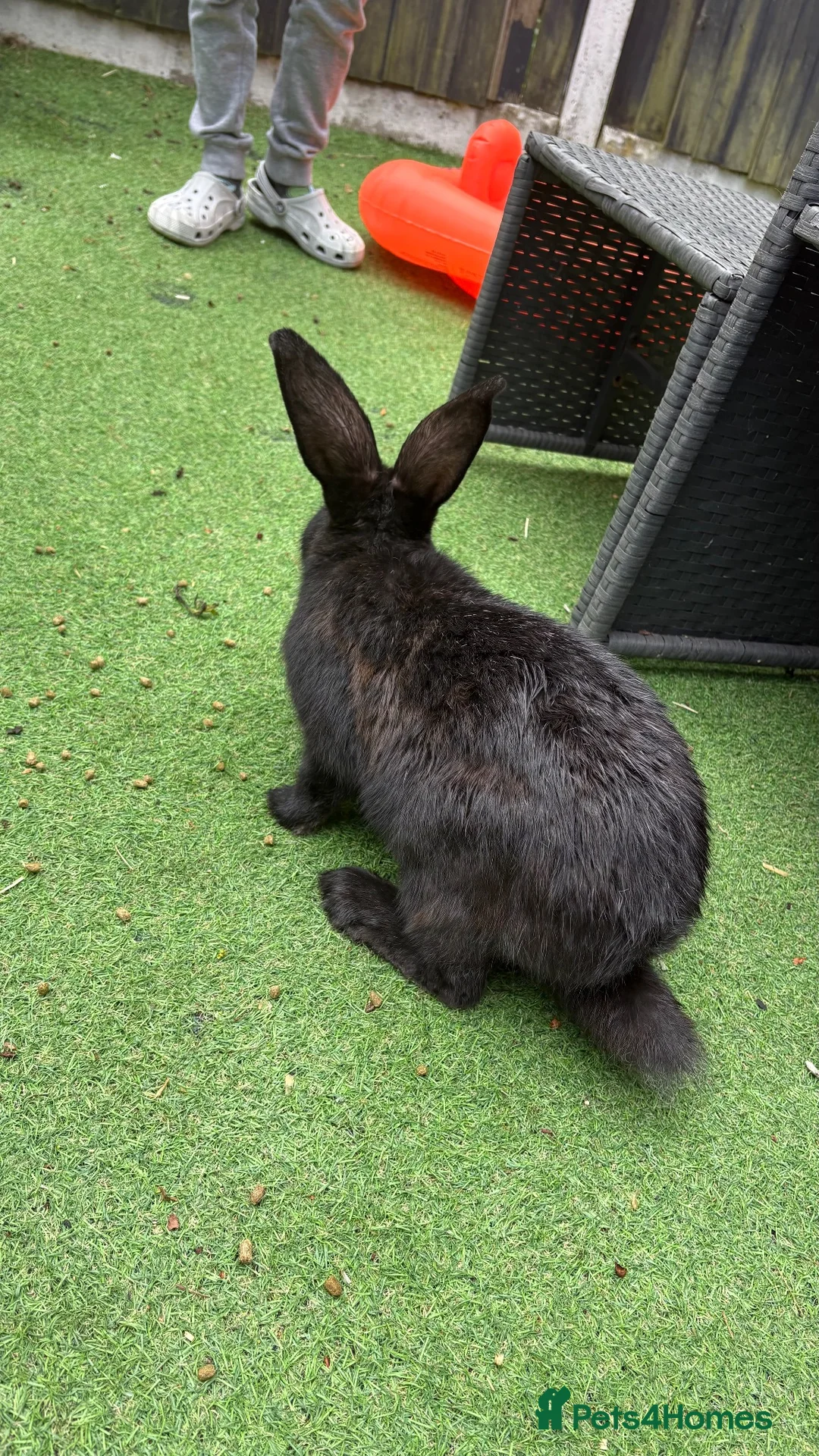 Continental Giant rabbits for sale: Giant black continental female in Ruislip - Advert 2