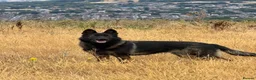 German Shepherd dogs for sale: DDR GERMAN SHEPHARD - Advert 1