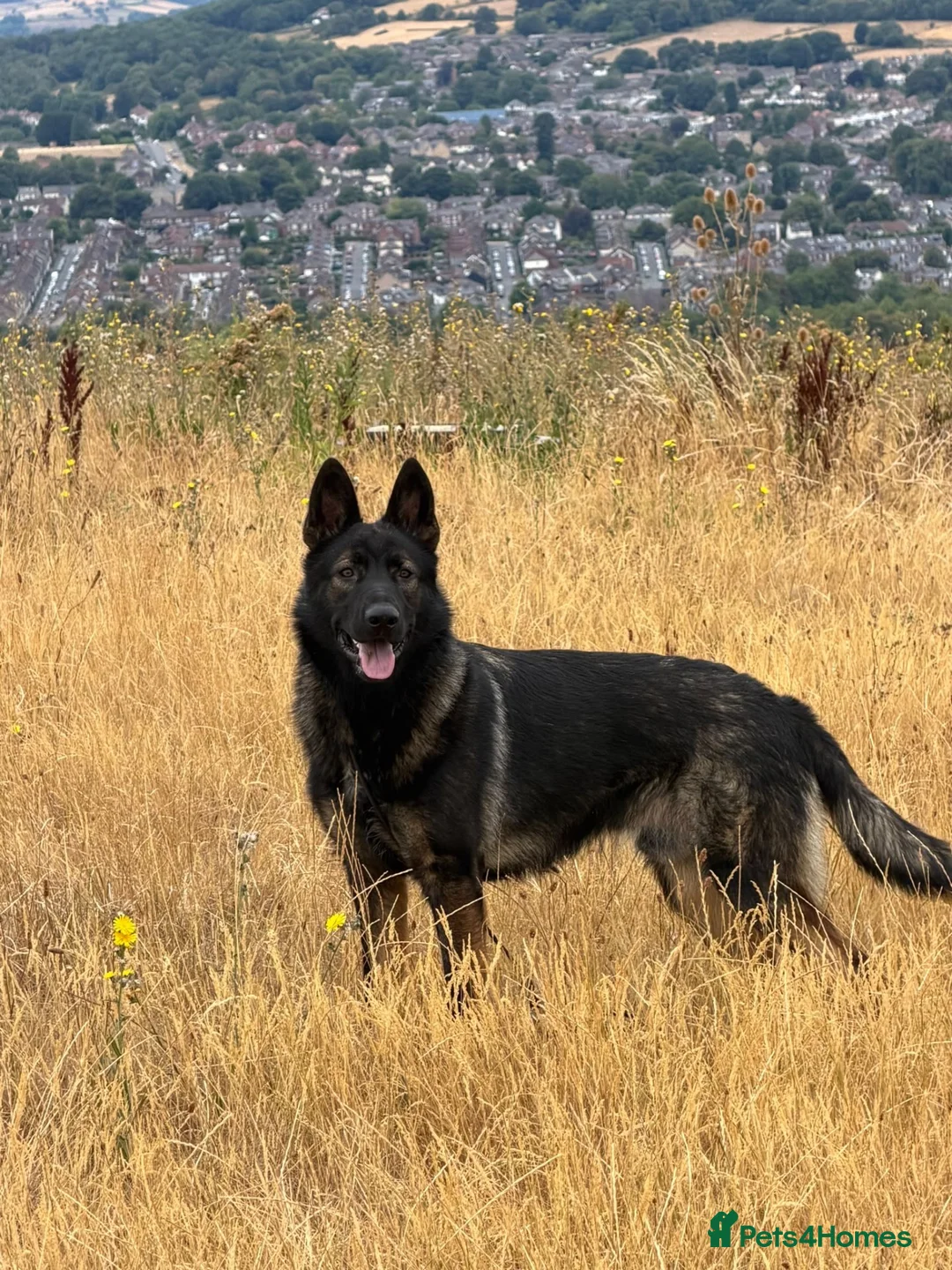 German Shepherd dogs for sale: DDR GERMAN SHEPHARD - Advert 1