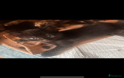 Domestic Shorthair cats for sale: Adorable fluffy kittens for sale!! - Image 12