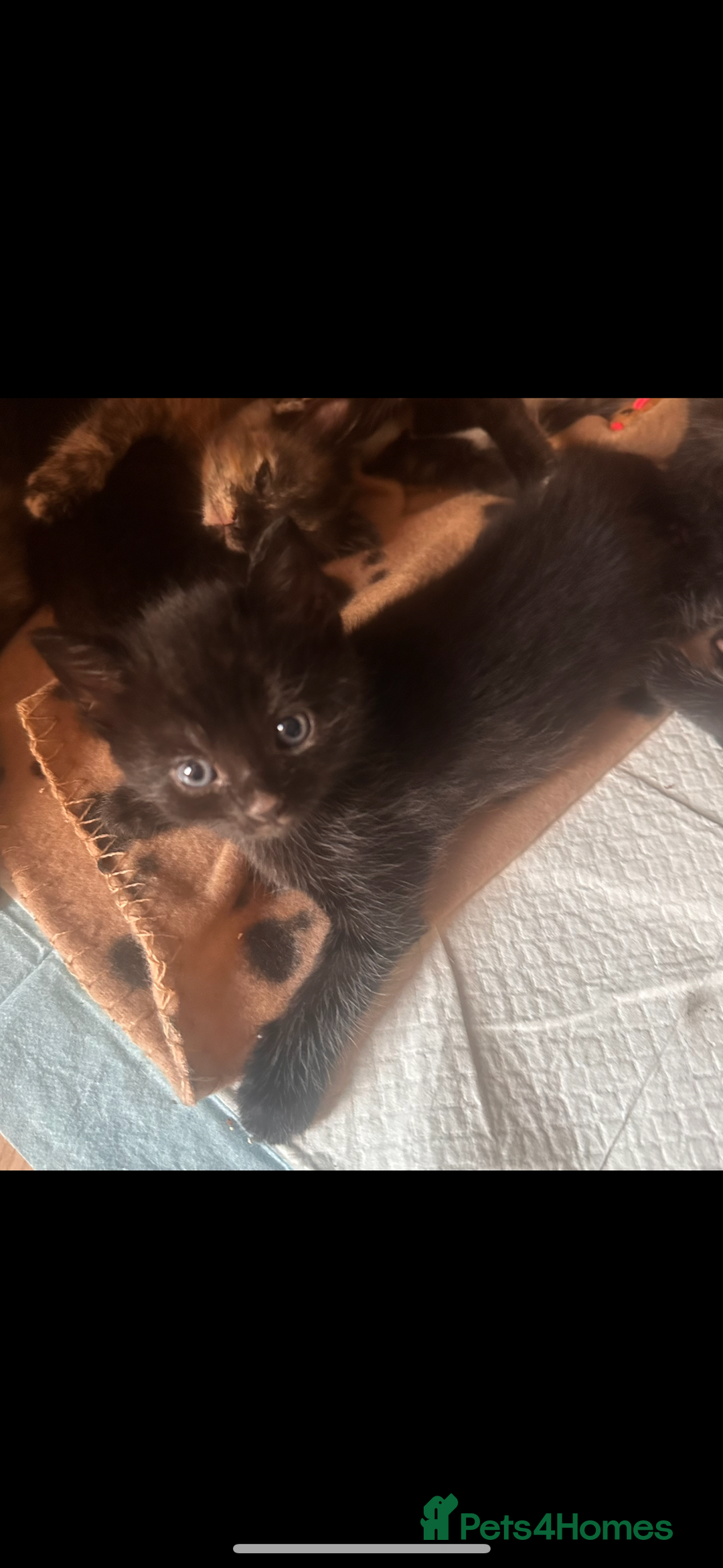 Domestic Shorthair cats for sale: Adorable fluffy kittens for sale!! - Image 12