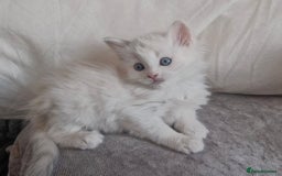 Ragdoll cats for sale: Ready in a week! Stunning Rare Ragdoll babies! - Image 6