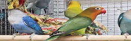 Parrots birds for sale: Stunning Parrots/Parakeets/Amazons  - Advert 21