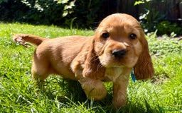 Cocker Spaniel dogs for sale: Exceptional Golden KC Show Cocker Spaniels in Chepstow - Image 31