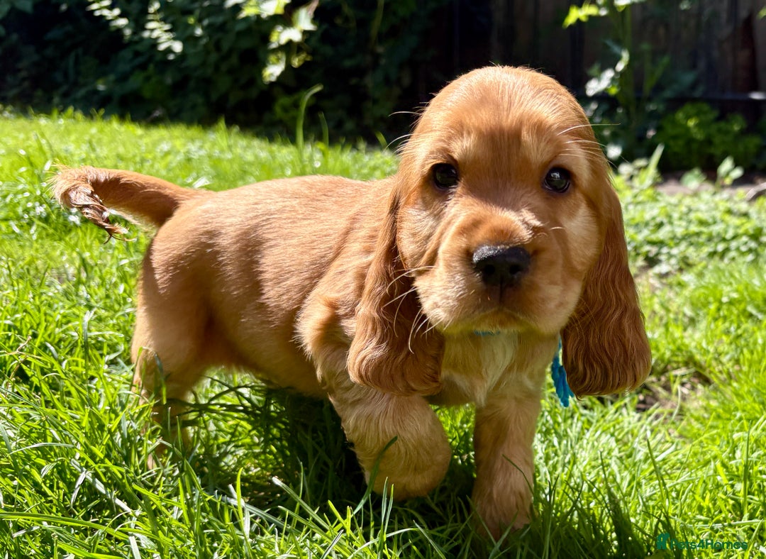 Cocker Spaniel dogs for sale: Exceptional Golden KC Show Cocker Spaniels in Chepstow - Image 31