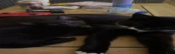 Mixed Breed cats for sale: Black & Grey Kittens Looking For Forever Homes - Advert 6