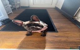 French Bulldog dogs for sale: Storm the French bulldog  - Image 11