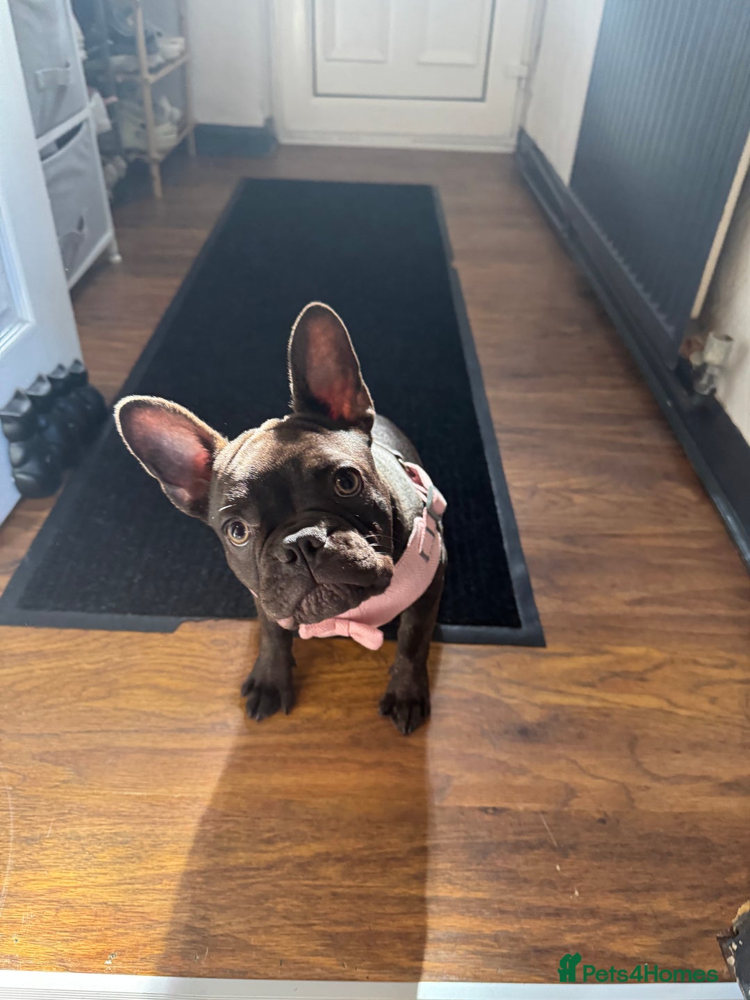 French Bulldog dogs for sale: Storm the French bulldog  - Image 11