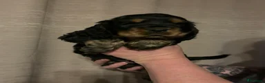 Cocker Spaniel Puppy 4