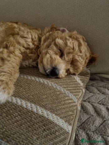 Miniature Poodle dogs - Advert 7