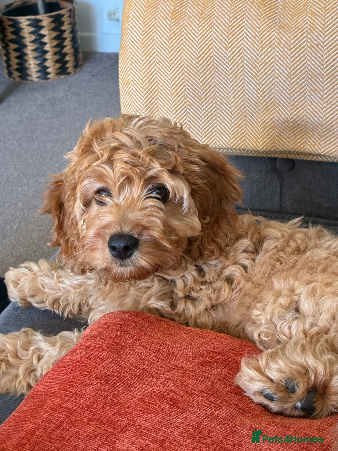 Cockapoo dogs for sale: Cockapoo girl 14 weeks  - Advert 1