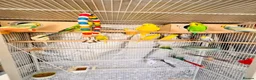 Budgerigars birds for sale: 14 Breeding Budgies, Cage, Food, Toys & Nest Boxes - Advert 7