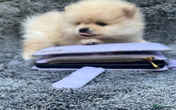 Pomeranian dogs for sale: Pomeranian  puppies  - Image 29