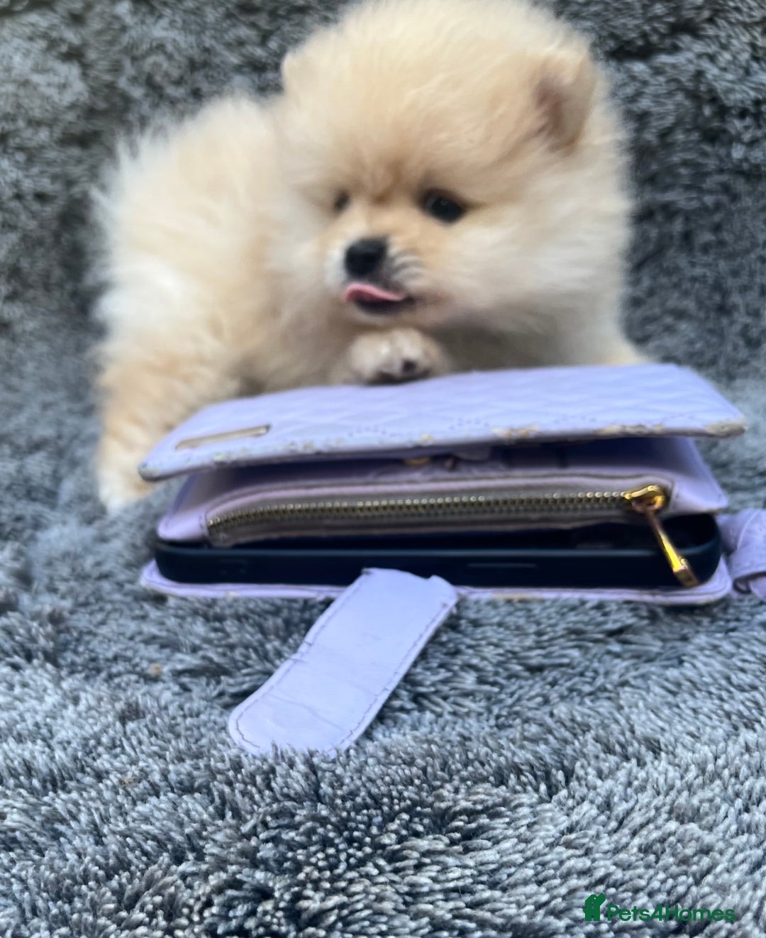 Pomeranian dogs for sale: Pomeranian  puppies  - Image 29
