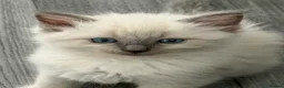 Ragdoll cats for sale: Stunning bluepoint ragdoll kittens  - Advert 19