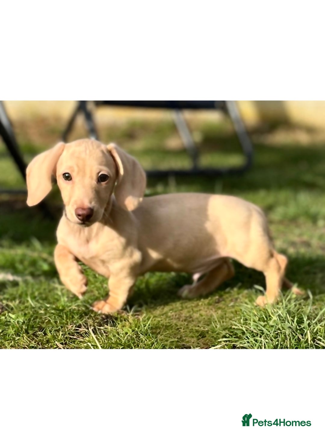 Dachshund dogs for sale: Miniature smooth haired cream dachshund puppy male - Image 5