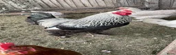 Chickens poultry for sale: Pure bred Dark Brahma cockerel  - Advert 3