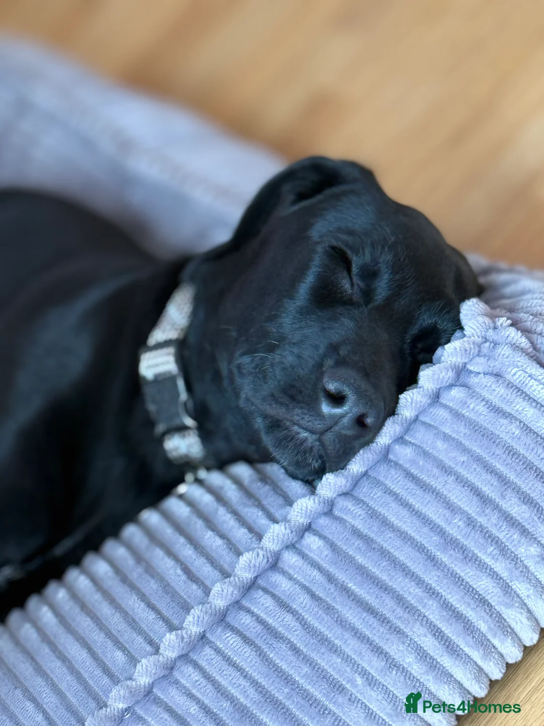 Labradoodle dogs for sale: Nero the Labradoodle  - Advert 3