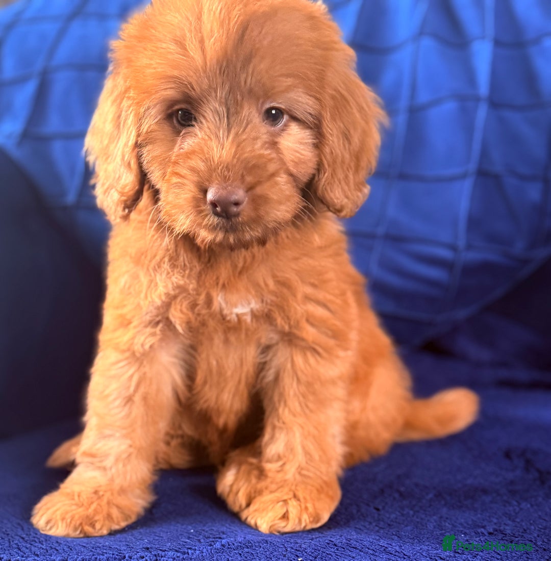 Cockapoo dogs for sale: Beautiful cockapoo puppies only  girls left  - Image 18