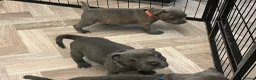 Staffordshire Bull Terrier dogs for sale: K. C registered blue Staffordshire puppies - Advert 20