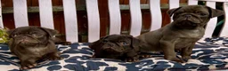 Pug dogs for sale: Beautiful chocolate PUG puppies ❤️ Ready Now ❤️ - Advert 3
