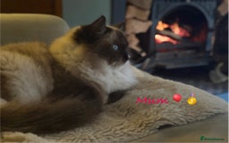 Ragdoll cats for sale: TICA Pedigree Ragdolls 💎✨ - Image 20