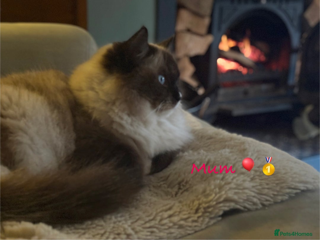 Ragdoll cats for sale: TICA Pedigree Ragdolls 💎✨ - Image 20