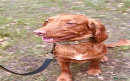 Cocker Spaniel dogs for sale: Simba the working cocker spaniel - Image 4