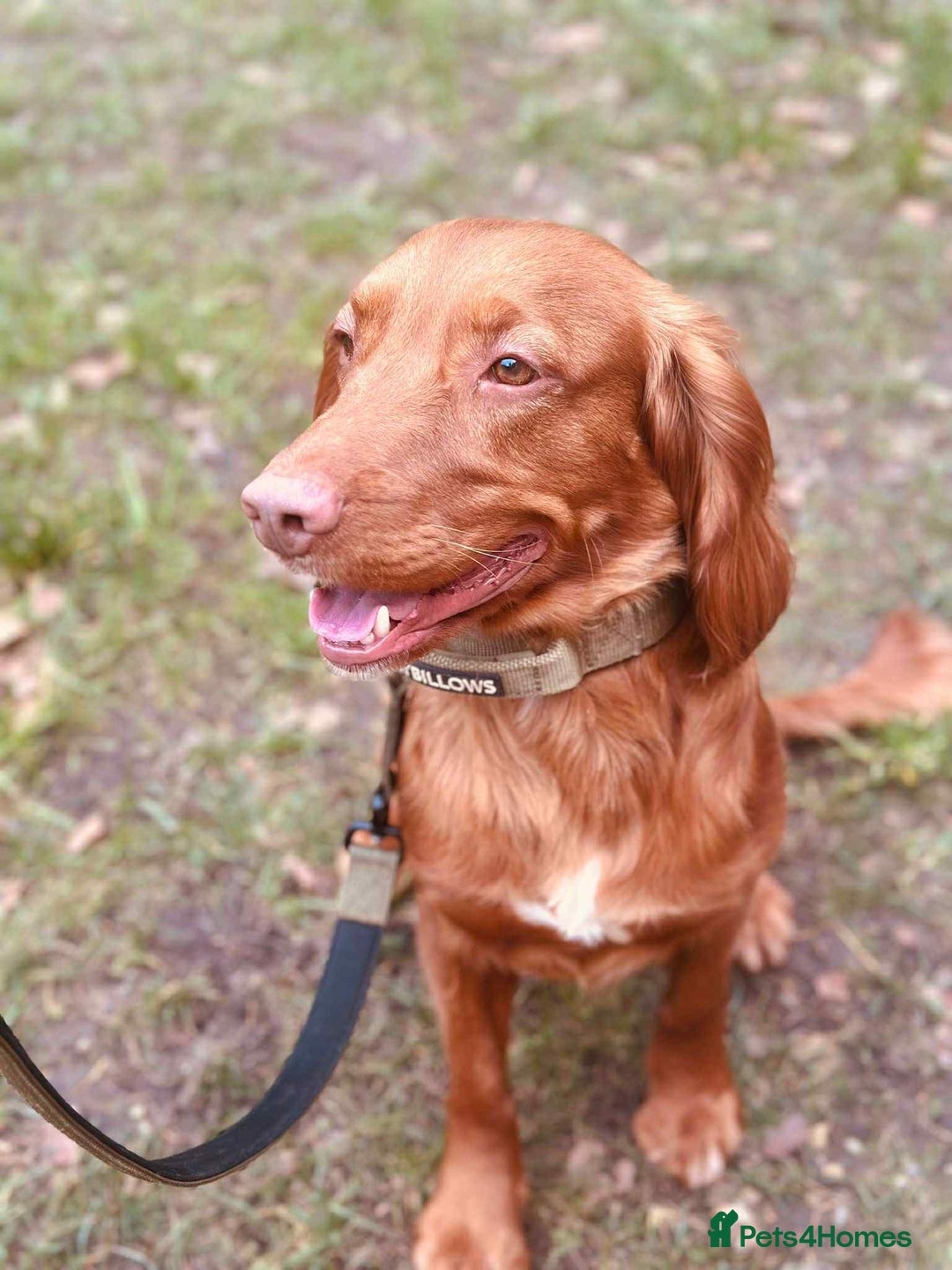 Cocker Spaniel dogs for sale: Simba the working cocker spaniel - Image 4