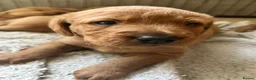 Labrador Retriever dogs for sale: Beautiful fox red Labrador puppies  in Thame - Advert 8