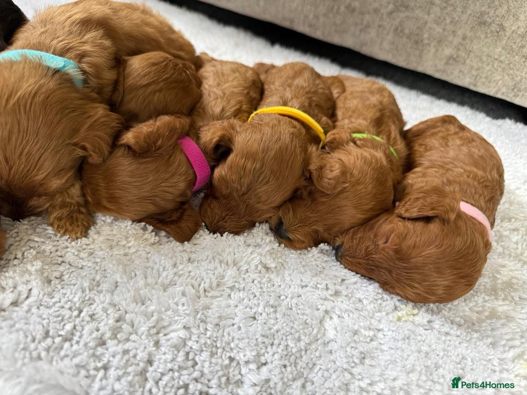Cockapoo dogs for sale: 🌟 8 beautiful F1 b cockapoo puppies 🌟 - Image 4
