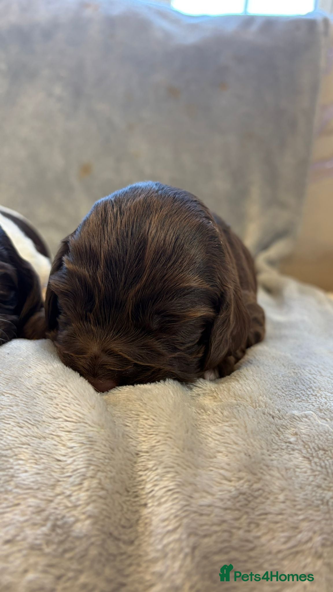 Sprocker Puppy 2