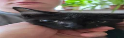 Mixed Breed cats for sale: 2 beautiful black boy kittens - Advert 12