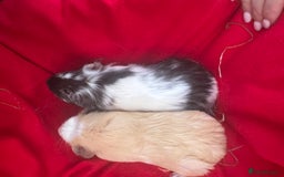 Guinea Pig rodents for sale: Mixed aged females  - Image 5