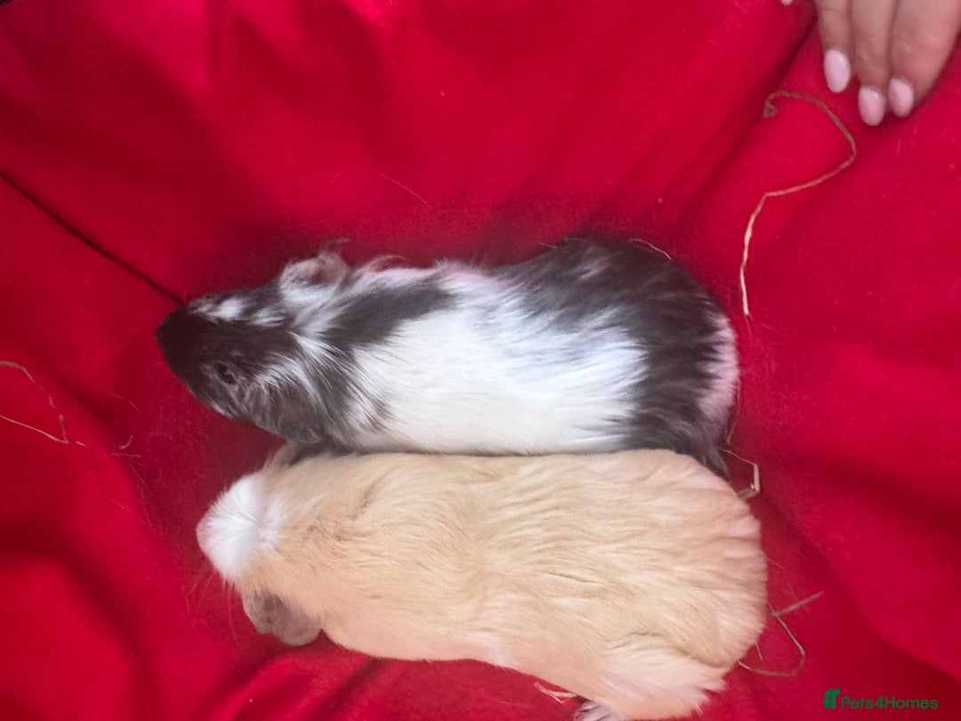 Guinea Pig rodents for sale: Mixed aged females  - Image 5