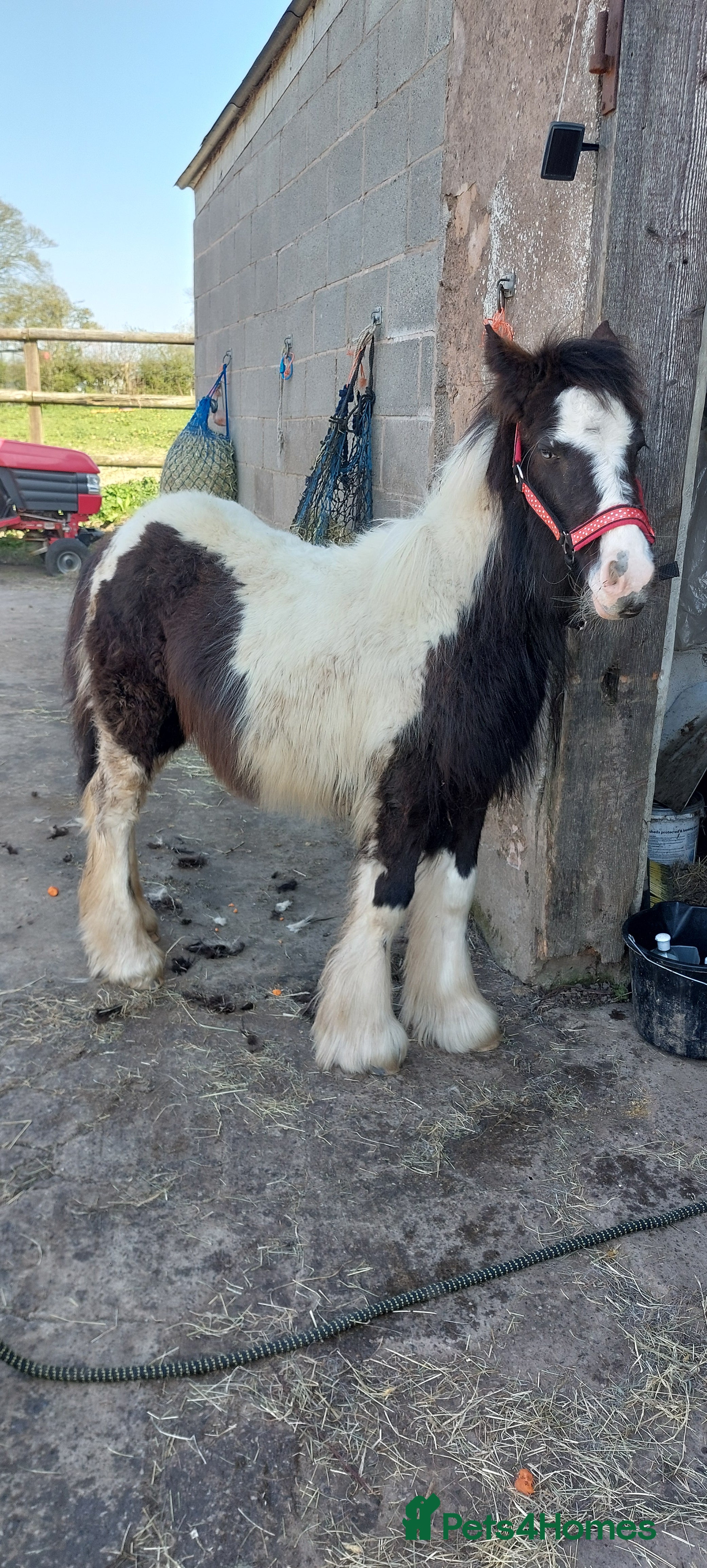 Other Breed horses Maggie moonshine  - Advert 3